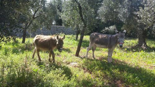 Agroturismo Agriturismo Specchiarussa