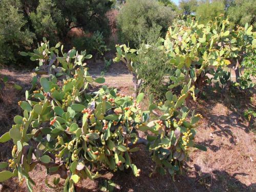 Apartamentos Mandorlo