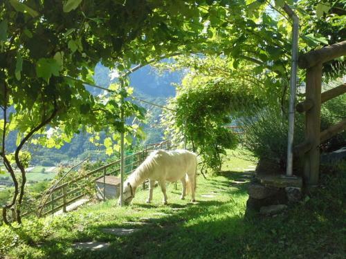 Agroturismo B&B Monte Tesobo