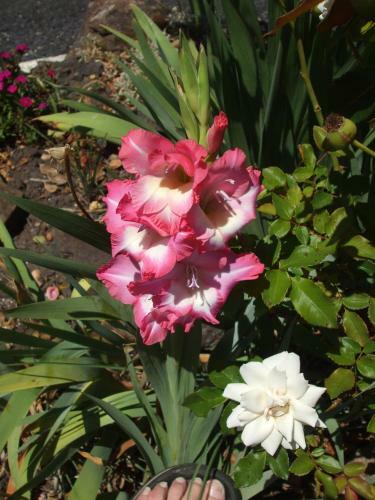 Anna Bella Motel Glen Innes