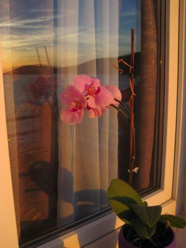 Hostal Villa Obad Guest House
