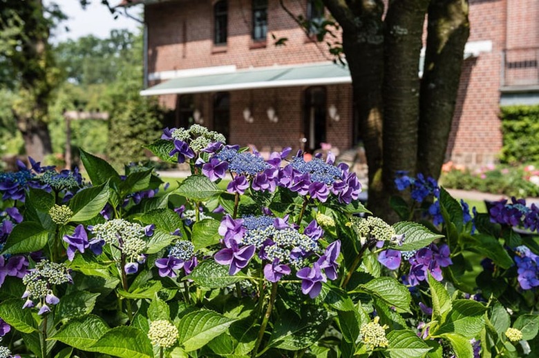 Hostal Landhaus Zum Lindenhof