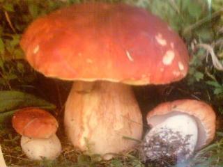 Hotel Parco Dell'etna