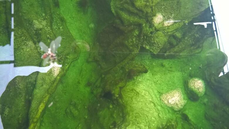 Hotel Terme Belvedere