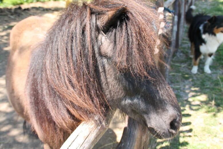 Agroturismo Agriturismo Piccolo Paradiso