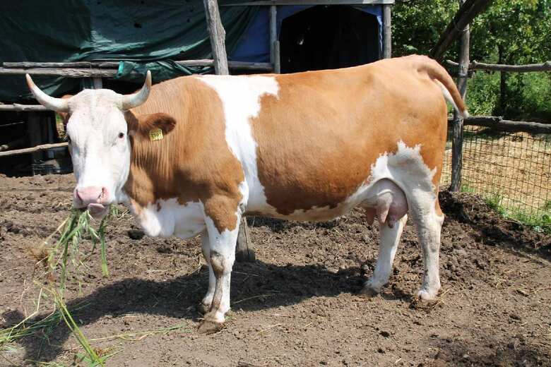 Agroturismo Agriturismo Piccolo Paradiso