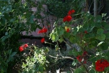 Bed & Breakfast Villa Serena
