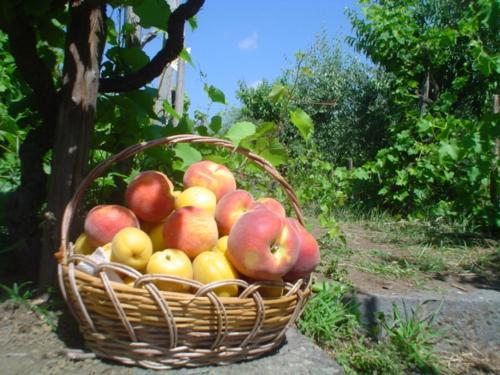 Hotel Il Vigneto - Bed & Breakfast