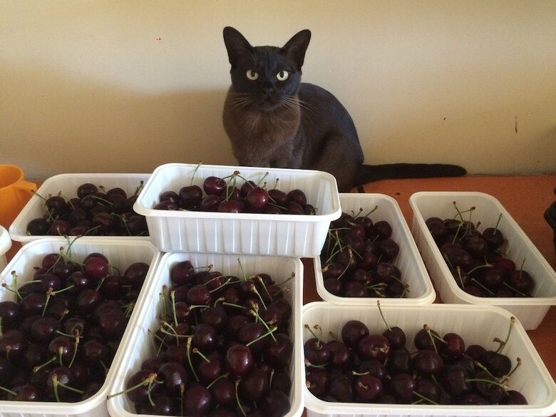 Wanaka Berry Farm And B&B