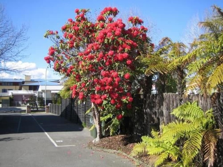 Motel Victoria Lodge