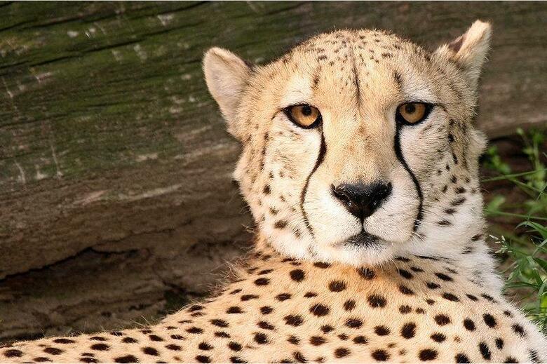 Best Western Pentagon Hotel - Reagan Airport