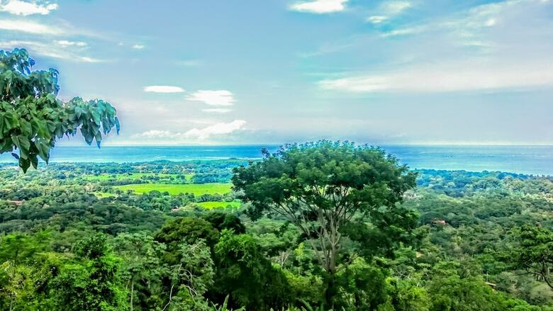 Hotel Whales  And  Dolphins