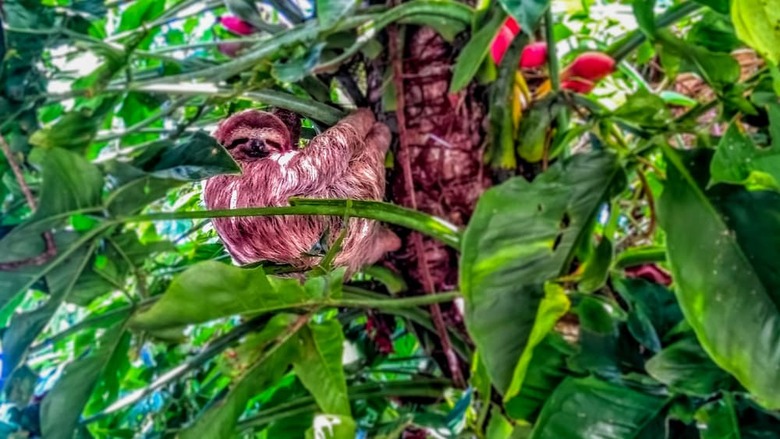 Hotel Whales  And  Dolphins