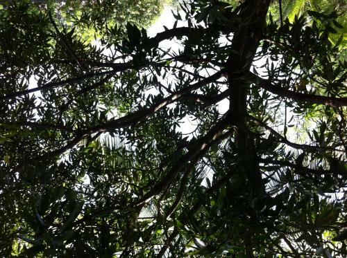 Hostal Robert Inn Dambulla