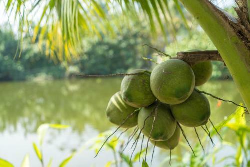 Hoi An Luna Villa Homestay