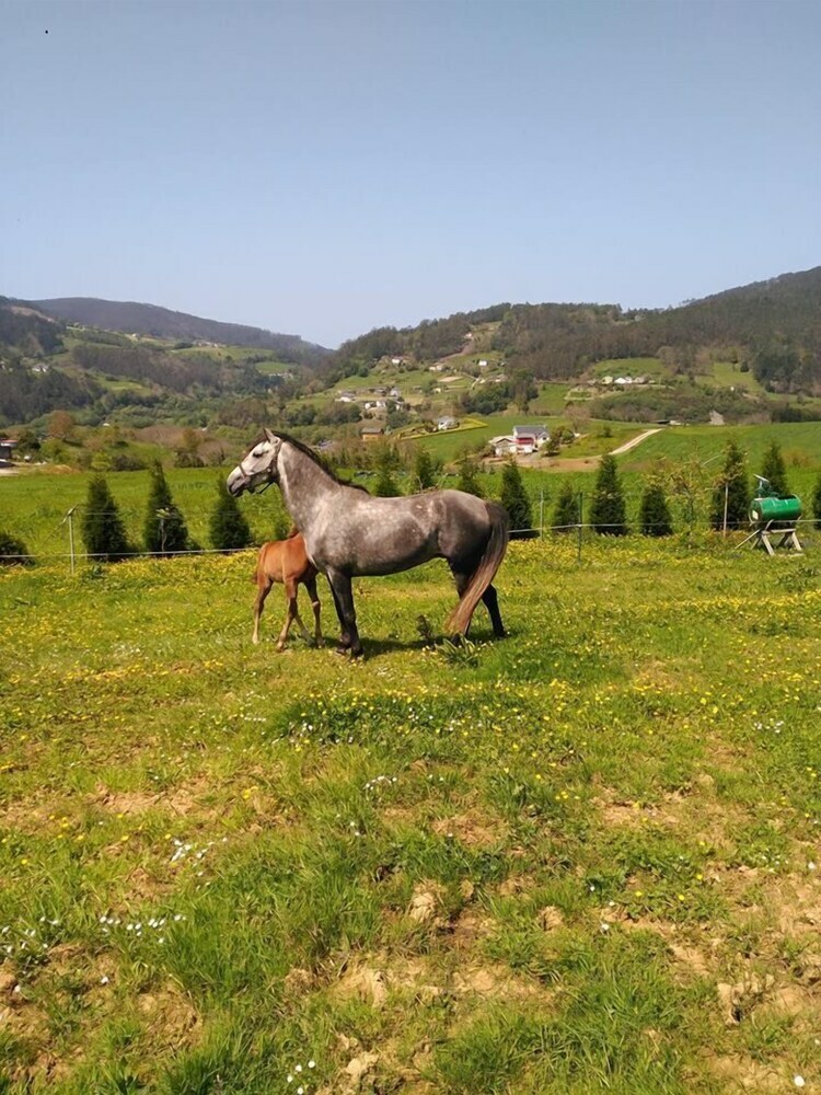 Agroturismo Apartamentos Rurales La Torre