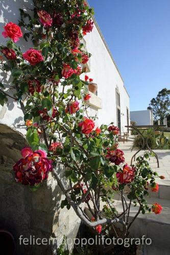 Bed & Breakfast Masseria Santa Caterina