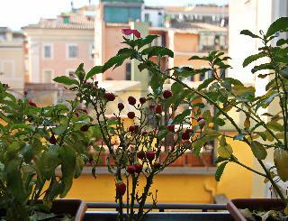 Hotel Irooms Pantheon & Navona
