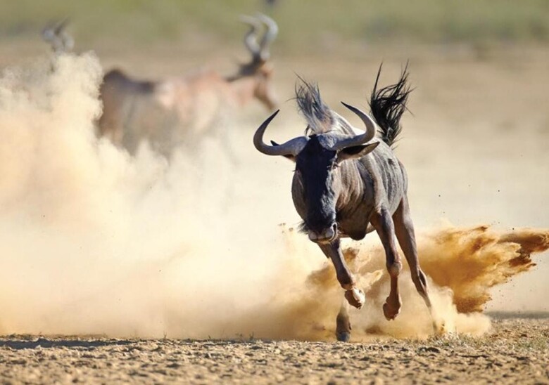 Ol Tukai Lodge Amboseli