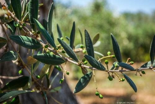 Agroturismo Tenuta Kyrios