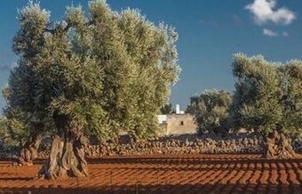 Agroturismo Masseria Fulcignano