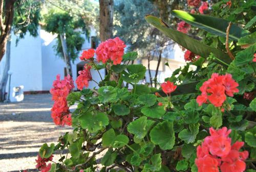 Camping B&B Gioiosa