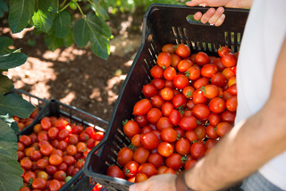 Agroturismo Masseria Salinola