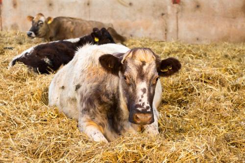 Agroturismo Huntstile Organic Farm
