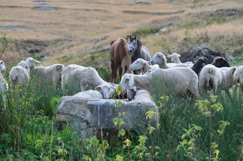 Agroturismo Agriturismo Tholos