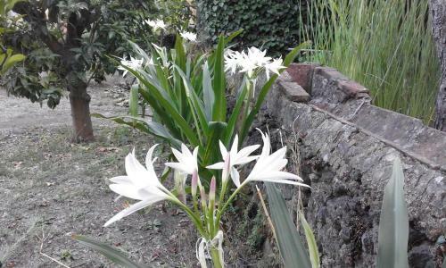 Bed & Breakfast L'albero Di Alberto