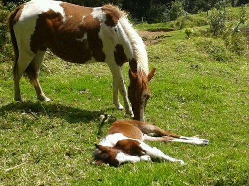 Lodge Lagunillas Del Poas