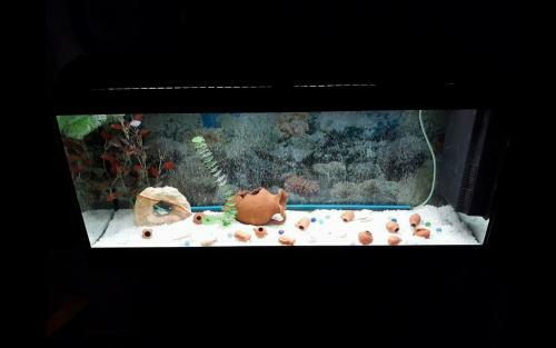 Apartamento Nopi Rooms