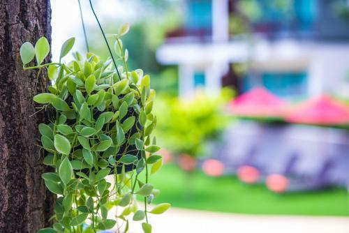 Hotel Crystal Wild Resort Panwa Phuket