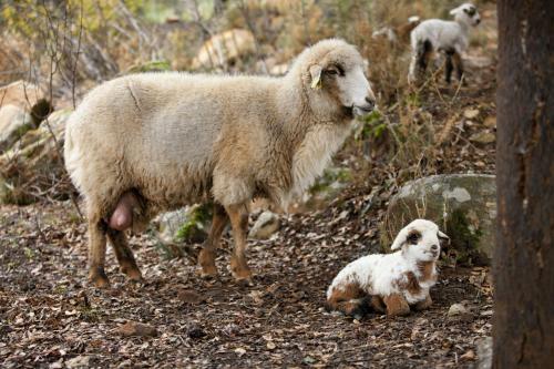 Agroturismo Tambor Del Llano