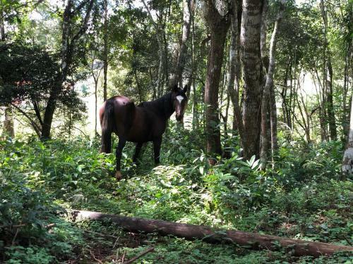 Lodge Chale Mata Nativa