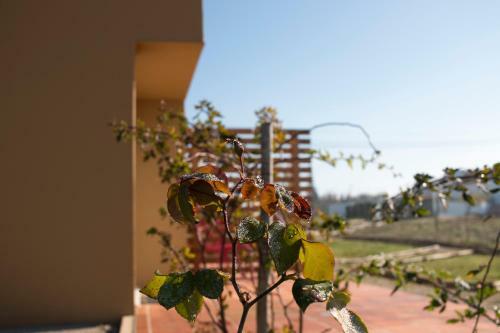 Agroturismo Entre Vinhas E Mar