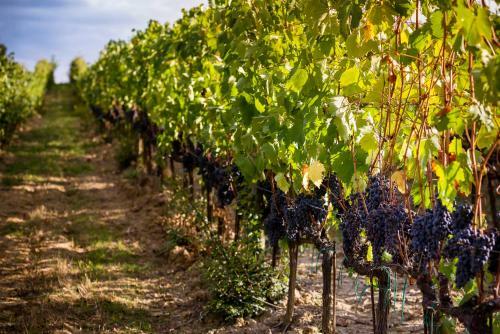 Agroturismo Tenuta Di Montalto