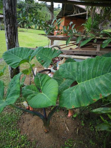 T�o Felix Eco Lodge