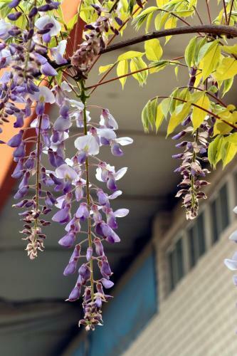 Posada Chengdu Season Inn.youth Inn