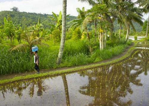 Hostal Karang Sari Guesthouse & Restaurant