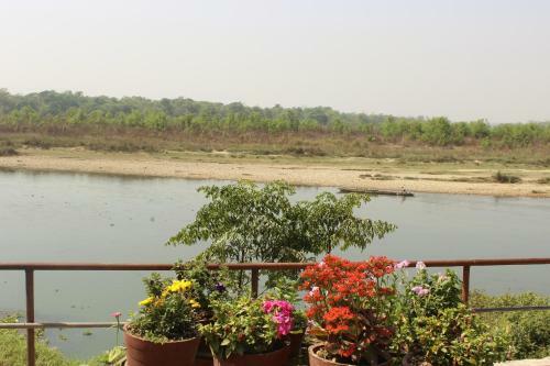 Lodge Jungle Wildlife Camp