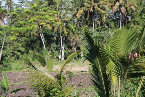 Hostal Pesantian Villa Pejeng Ubud