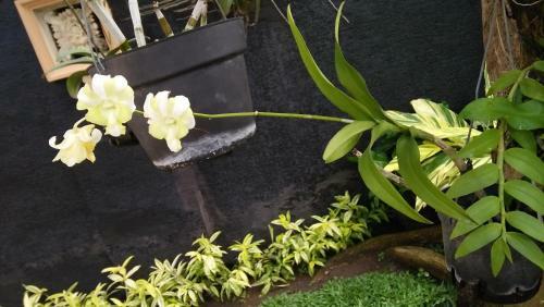 Roemah Canting Homestay