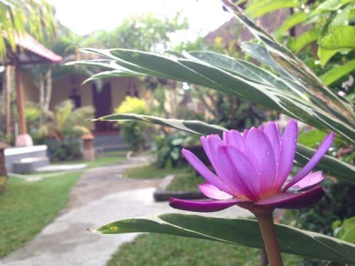 Hostal Ubud 2 Bungalows