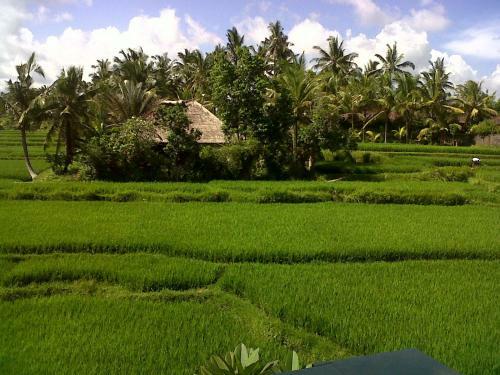 Hostal Arjana Bungalows Rice Field