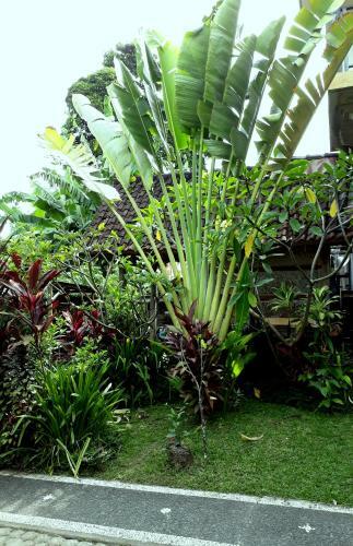 Hostal Dewa Put Guest House