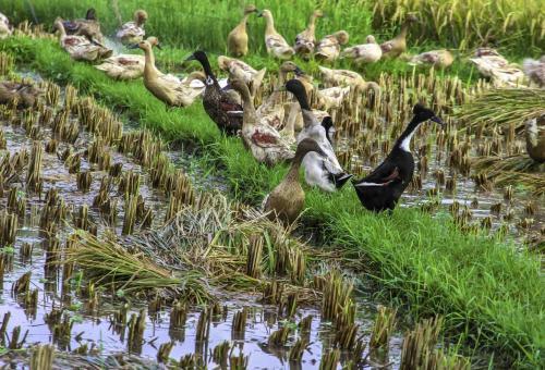 Hotel Bakung Ubud Resort And Villa