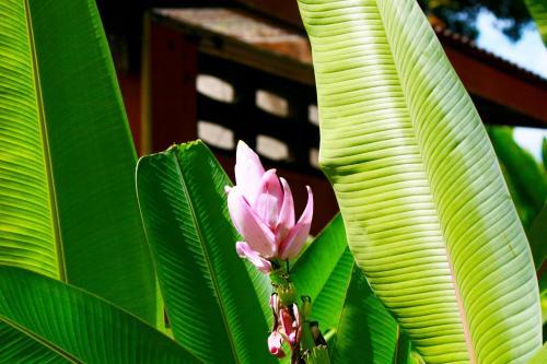 Hotel Khao Sok Morning Mist Resort