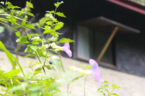 Hotel Khao Sok Morning Mist Resort