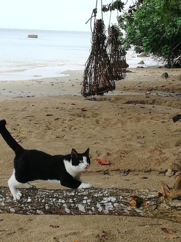 Lodge Last Fisher Koh Jum
